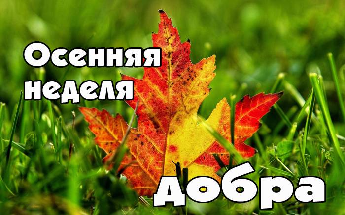 Книга на дом «Солнце на ладони»