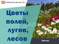 «Кыр, болын, урман чәчәкләре» экологик сәгате (18+)