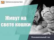 Познавательный час «Живут на свете кошки» (0+)